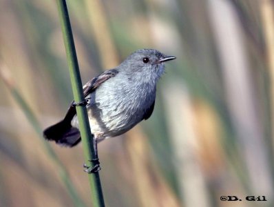 TIQUITIQUI OSCURO (Serpophaga nigricans) - Humedales del Santa Lucía-MONTEVIDEO (Julio 2011)